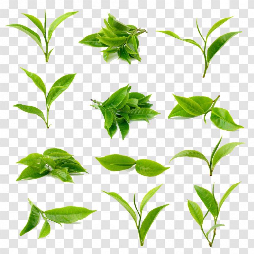 Green Tea Matcha Black - Herbal Transparent PNG
