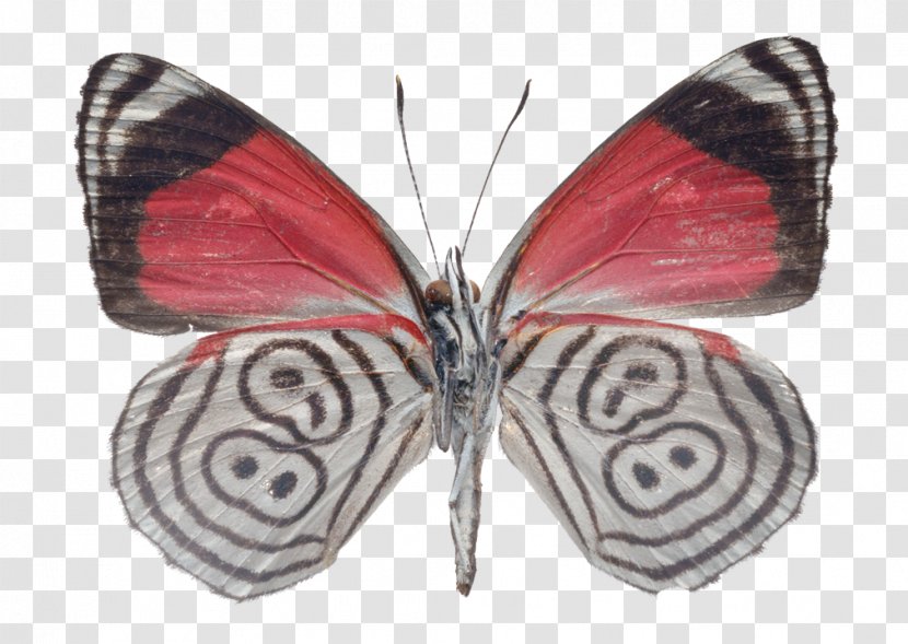 Butterfly Drawing Photography Visual Arts Butterflies - Pieridae Transparent PNG