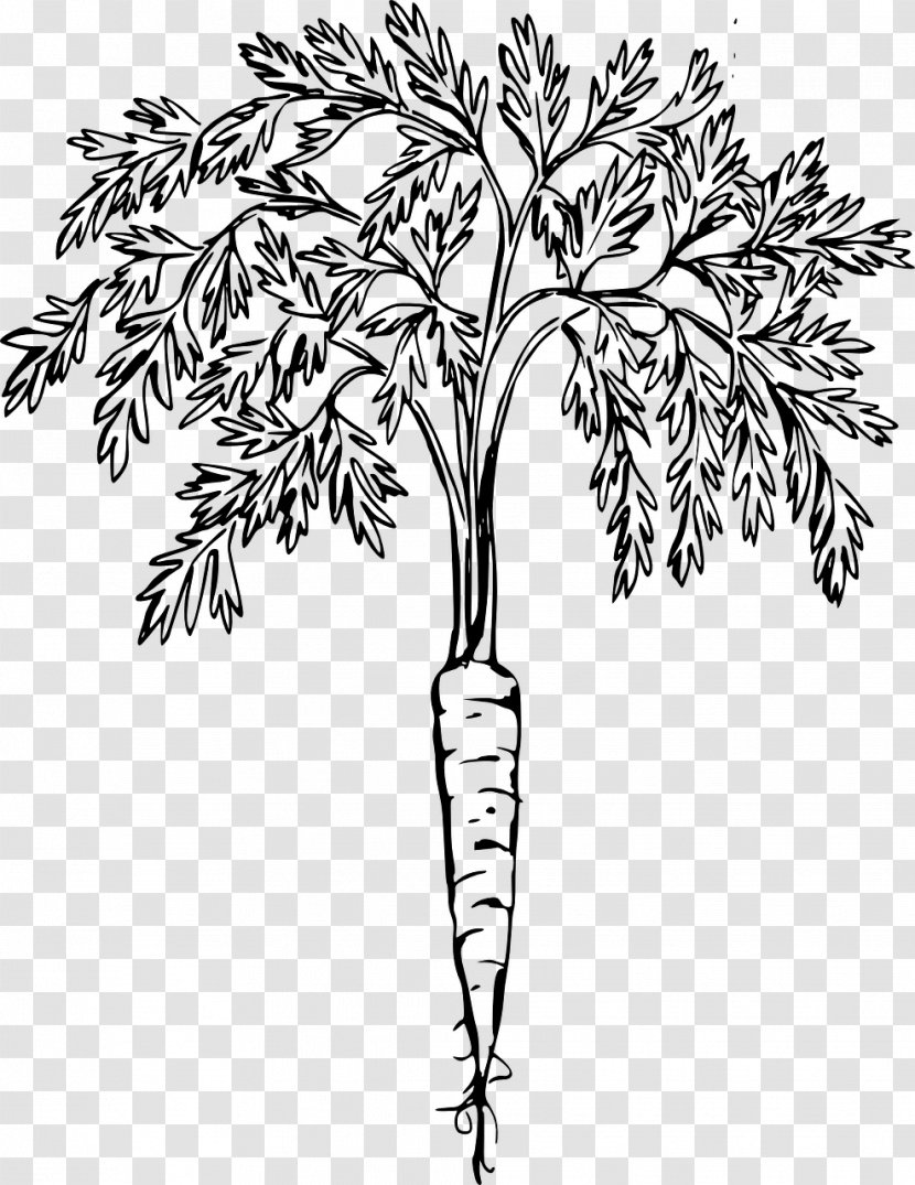 Clip Art Vector Graphics Carrot Openclipart Drawing - Vascular Plant - Hog Silhouette Transparent PNG