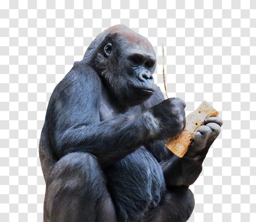Gorilla Ape - Monkey Transparent PNG