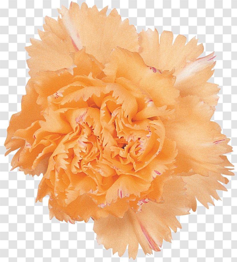 Carnation Cut Flowers Petal - Pink - Flower Transparent PNG