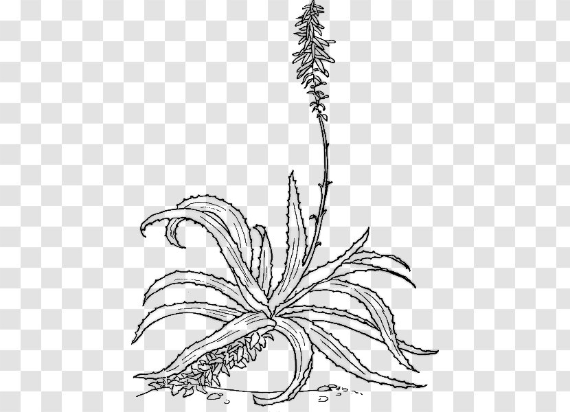 Aloe Vera Botanical Illustration Botany Drawing Plant - Grass Family Transparent PNG