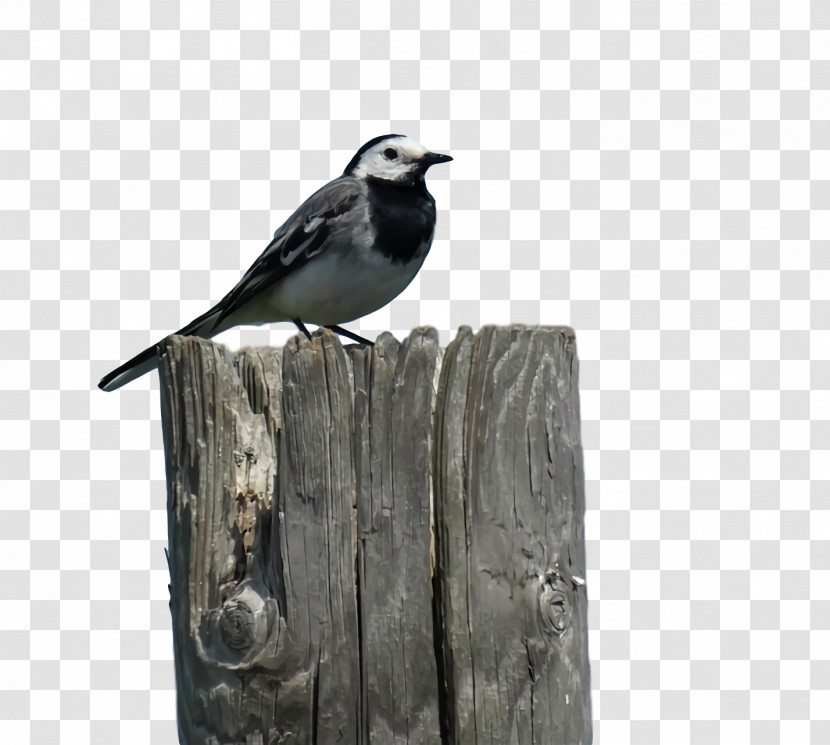 Emberiza Beak American Sparrows Transparent PNG