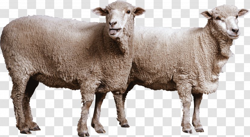 Sheep Clip Art - Terrestrial Animal - Image Transparent PNG
