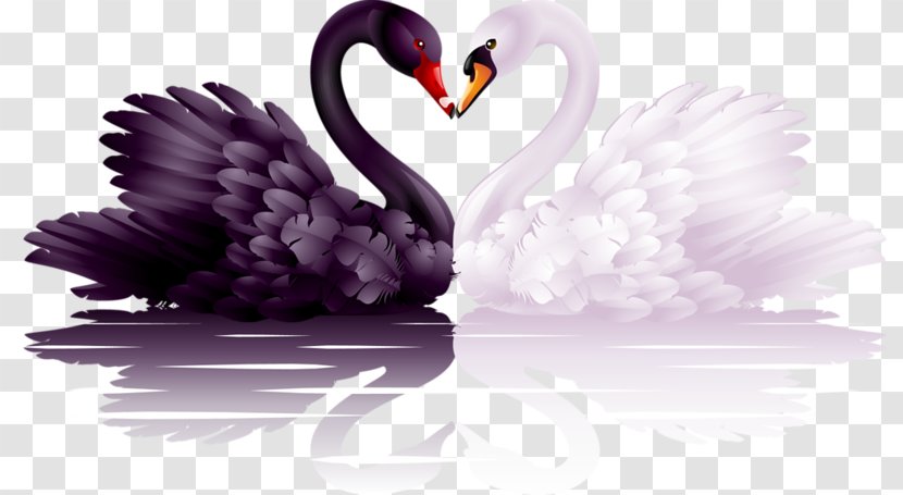 Black Swan Heart Clip Art - Waterfowl Transparent PNG