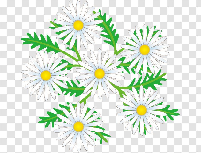 Common Daisy Oxeye Cut Flowers Floral Design Chrysanthemum - Flower Illust Transparent PNG