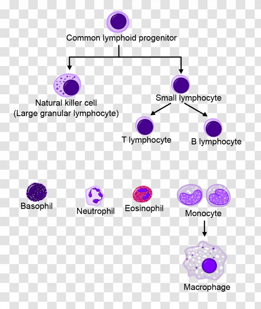White Blood Cell Haematopoiesis Cellular Differentiation - Hematopoietic Stem Transparent PNG