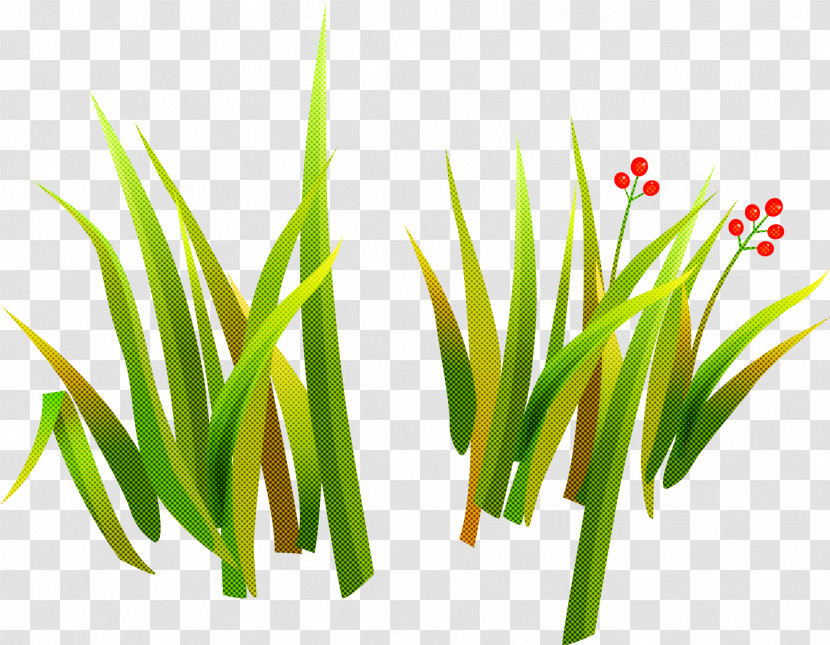 Grass Green Plant Grass Family Chives Transparent PNG