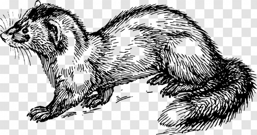 Polecat-ferret Hybrid Marten Clip Art - Drawing - Ferret Transparent PNG