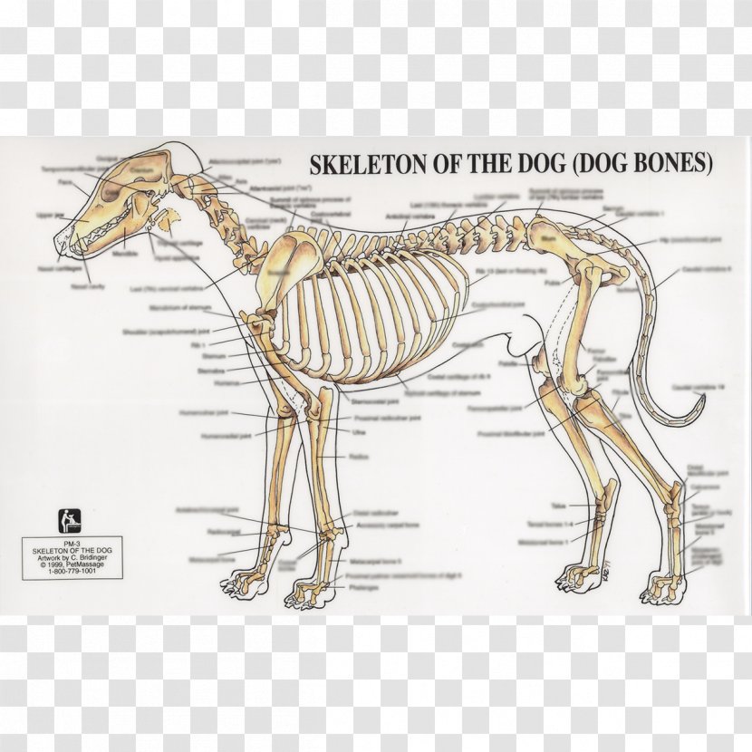 Dog Anatomy Human Skeleton Joint - Mammal Transparent PNG