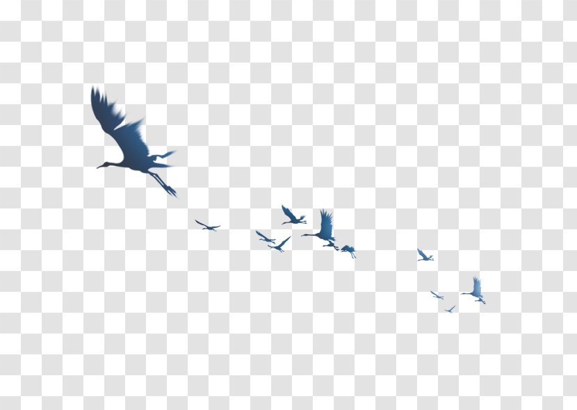 Swan Goose Bird Sukhavati - Feather - Flock Of Birds Transparent PNG