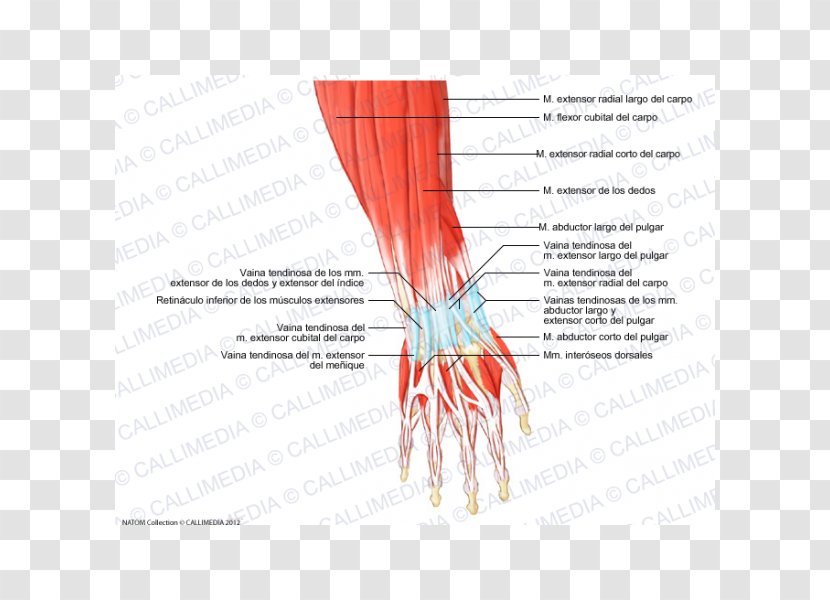 Thumb Muscle Forearm Anatomy Hand - Watercolor Transparent PNG