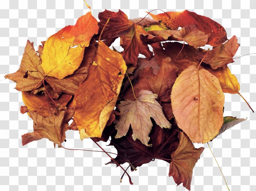 Leaf - Autumn Leaves Heap Transparent PNG