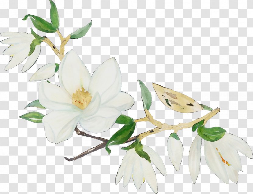 Flower White Plant Petal Branch - Magnolia Lily Transparent PNG