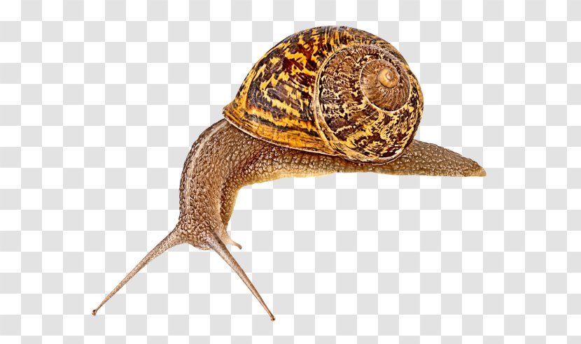 Snail Escargot Slug Orthogastropoda - Invertebrate Transparent PNG