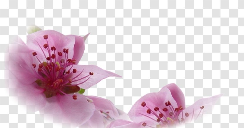 新浪博客 Blog Blossom Sina Corp Antithetical Couplet - Flower - Rain Transparent PNG