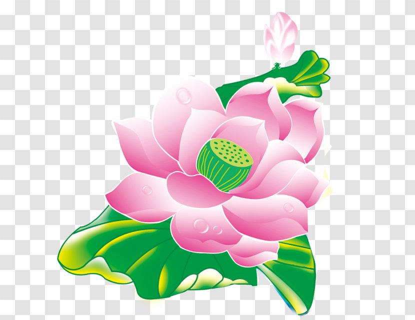 Clip Art Image Design Vector Graphics - Floral - Peony Outline Transparent PNG