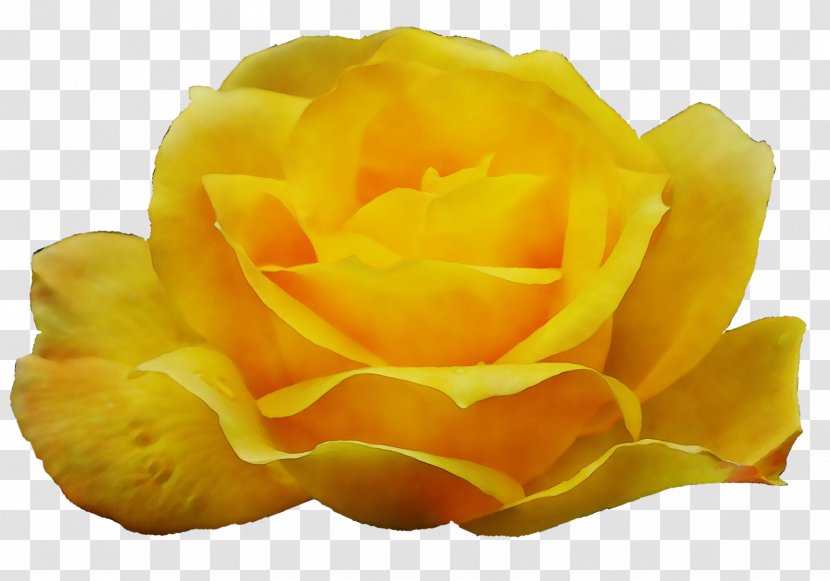 Garden Roses - Petal - Plant Rose Family Transparent PNG