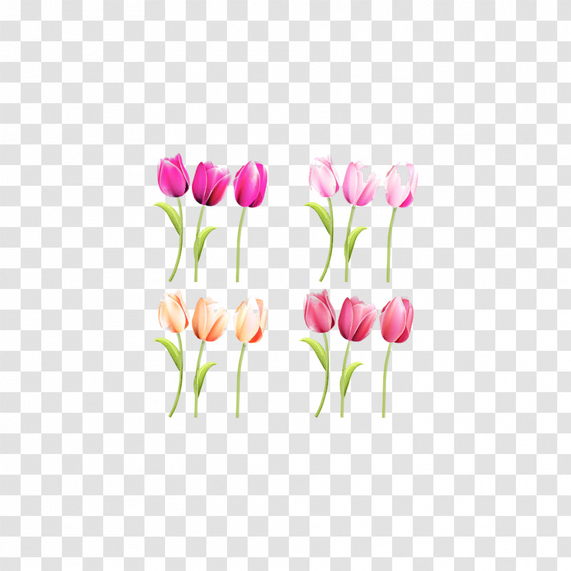 Tulip Flower Pink Plant Petal Transparent PNG