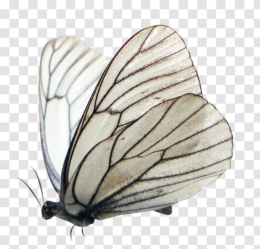 Butterfly Pieridae Moth - Hairstyle Transparent PNG