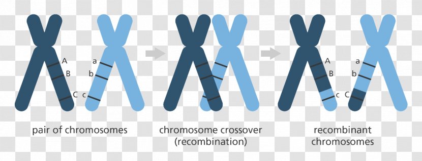 Genetics Mutation Genome Chromosomal Crossover Chromosome - Gene Mapping Transparent PNG