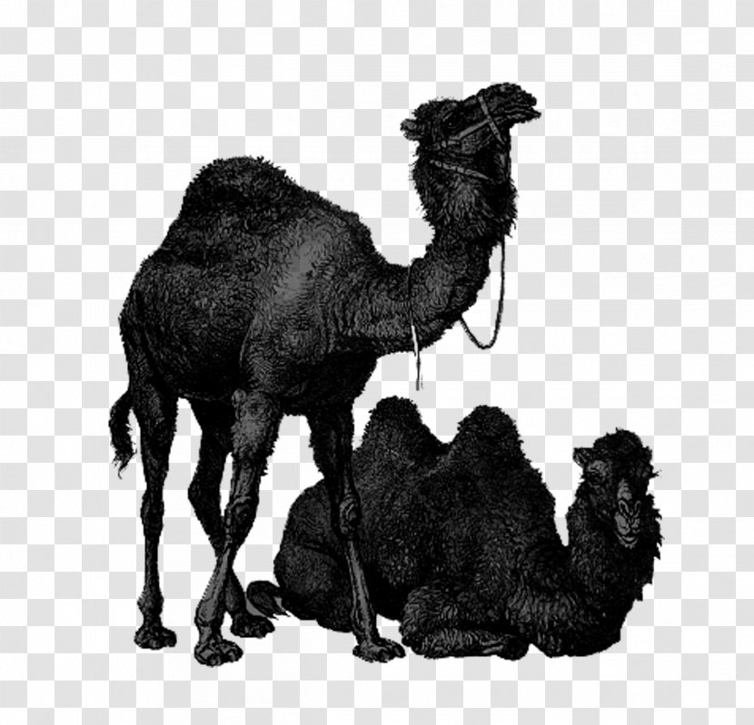 Dromedary Bactrian Camel Australian Feral Lixe7oes De Arabe: UM GUIA PARA INICIANTES Clip Art Transparent PNG