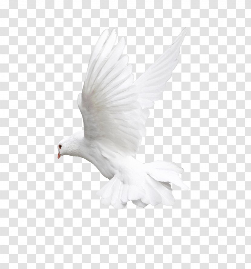 Bird Flight Owl Beak - Fauna - White Flying Pigeon Image Transparent PNG