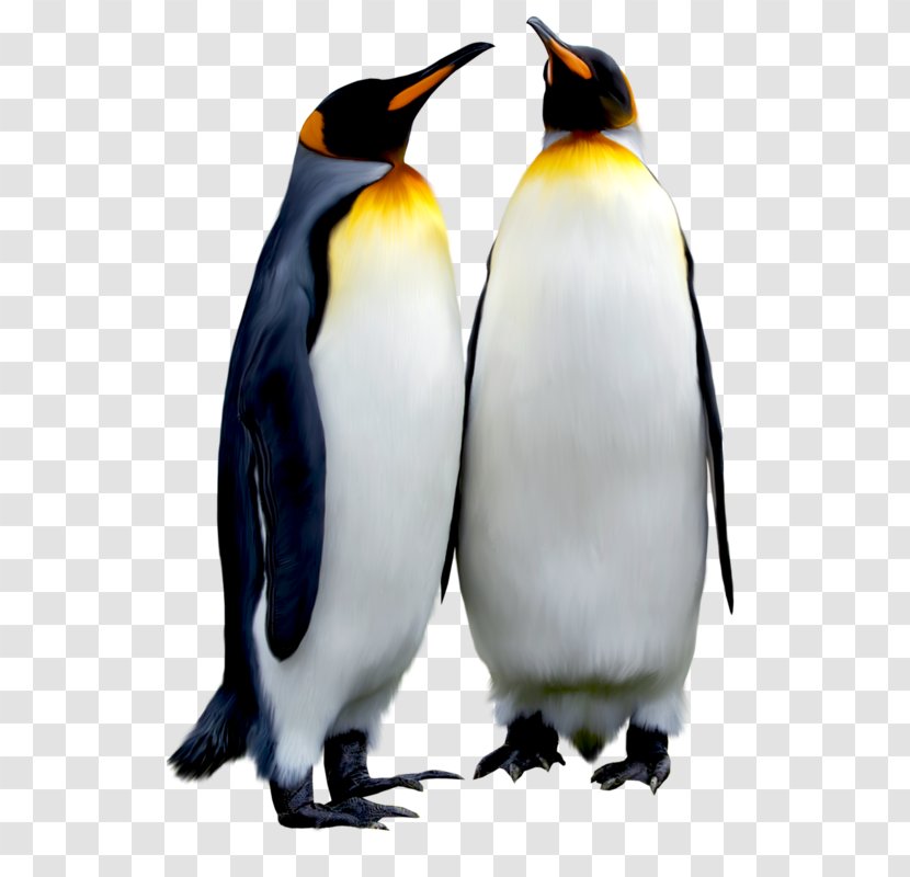 Emperor Penguin Bird Antarctic - King - Black Transparent PNG
