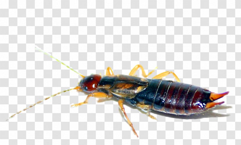 Cockroach Insect Earwig - Pest Transparent PNG