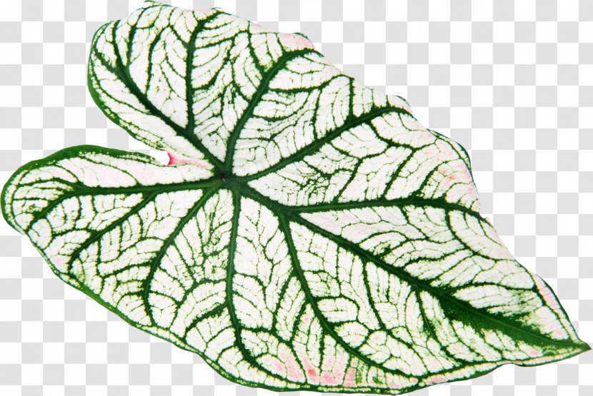 Leaf Green Yellow Plant Vascular Bundle - Organism - Leaves Transparent PNG