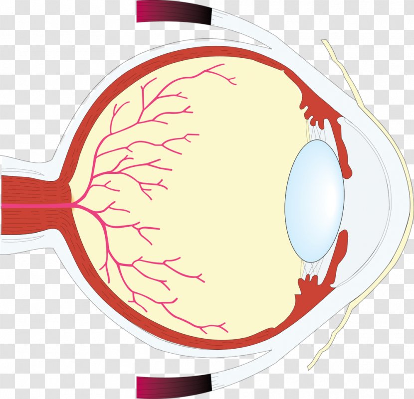 Human Eye Worksheet Retina Care Professional - Frame Transparent PNG