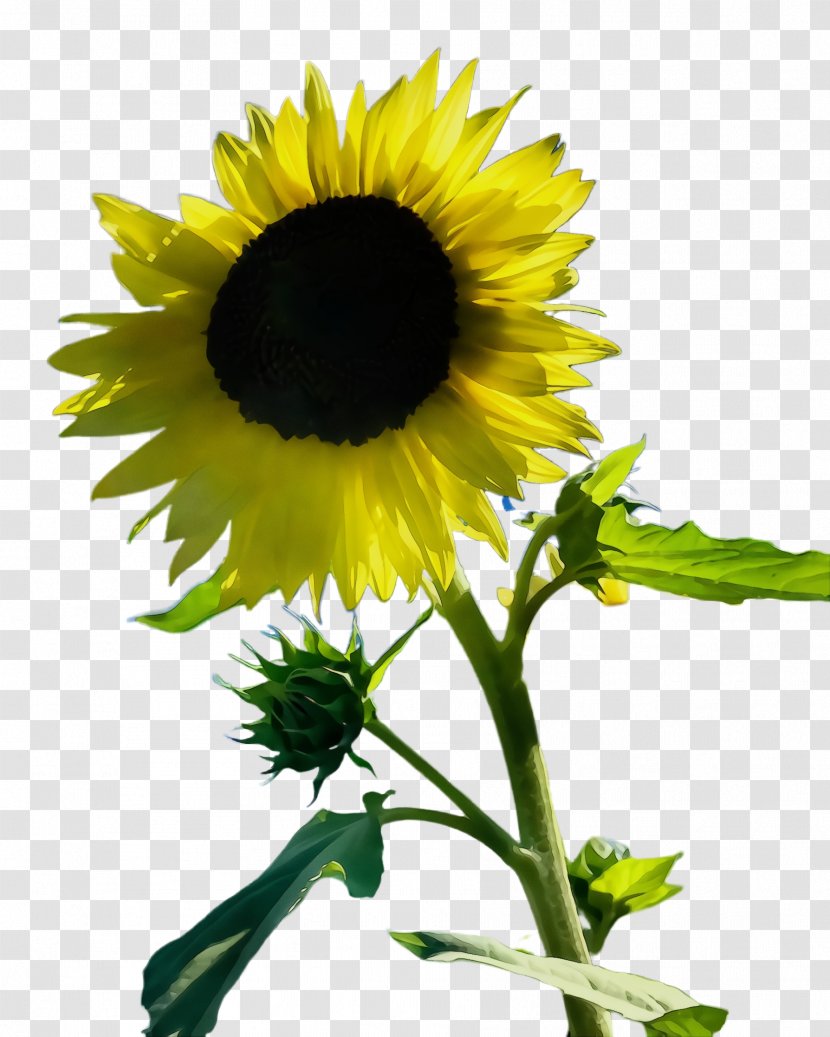 Sunflower - Cut Flowers - Plant Stem Transparent PNG