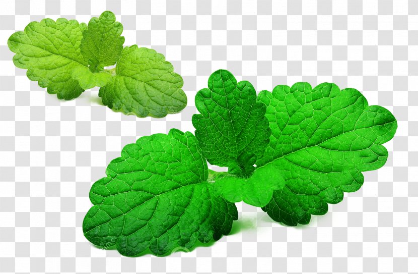 Mentha Spicata Lemon Balm Green Leaf - Leafy Material Transparent PNG