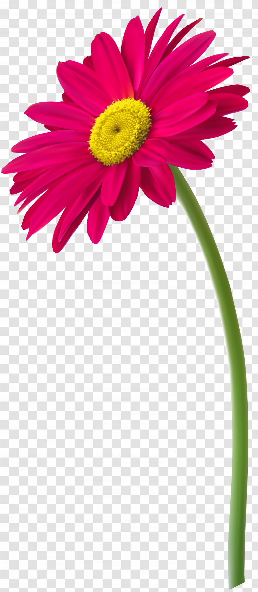 Transvaal Daisy Drawing Clip Art - Magenta - Flower Transparent PNG
