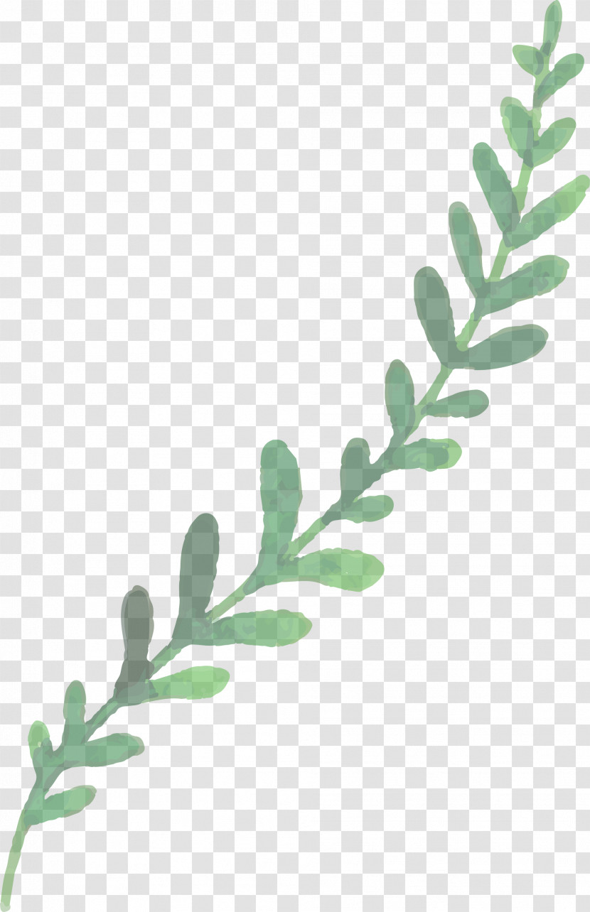 Twig Plant Stem Leaf Plants Science Transparent PNG