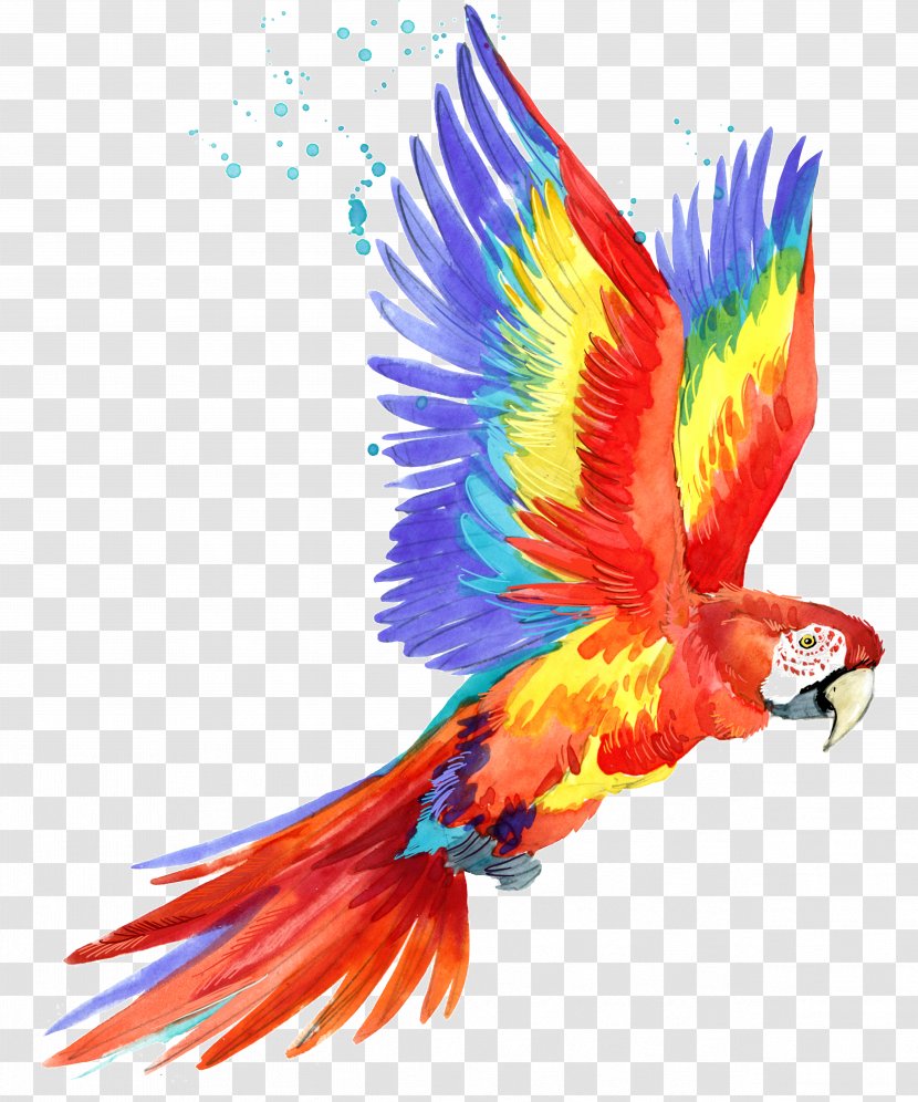 Parrot Macaw Bird Image Illustration - Feather Transparent PNG