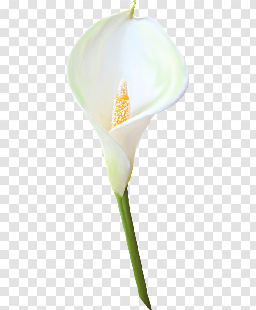 Arum-lily Calla Flower Arum Lilies Clip Art - Flowering Plant Transparent PNG