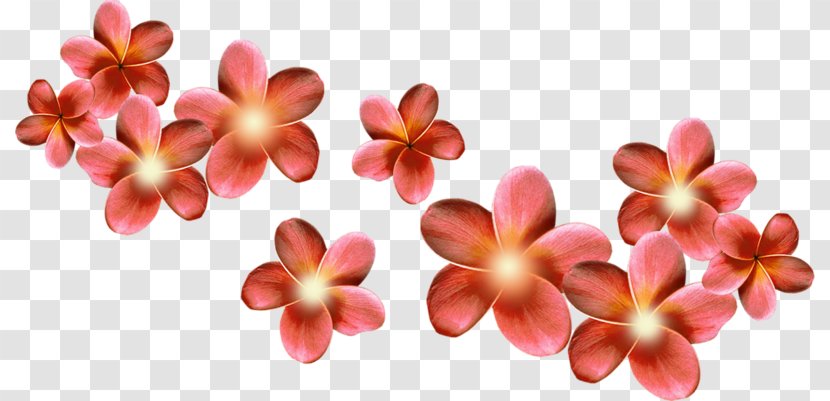 Flower Piccole Cose .de Petal - Tree Transparent PNG