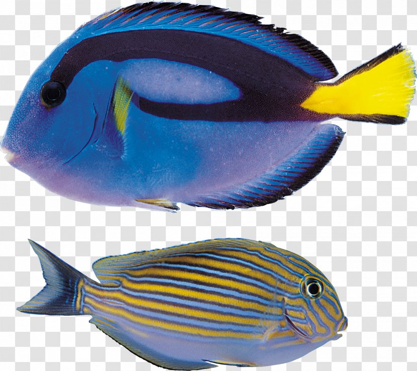 Clip Art - Fauna - Fishes Transparent PNG