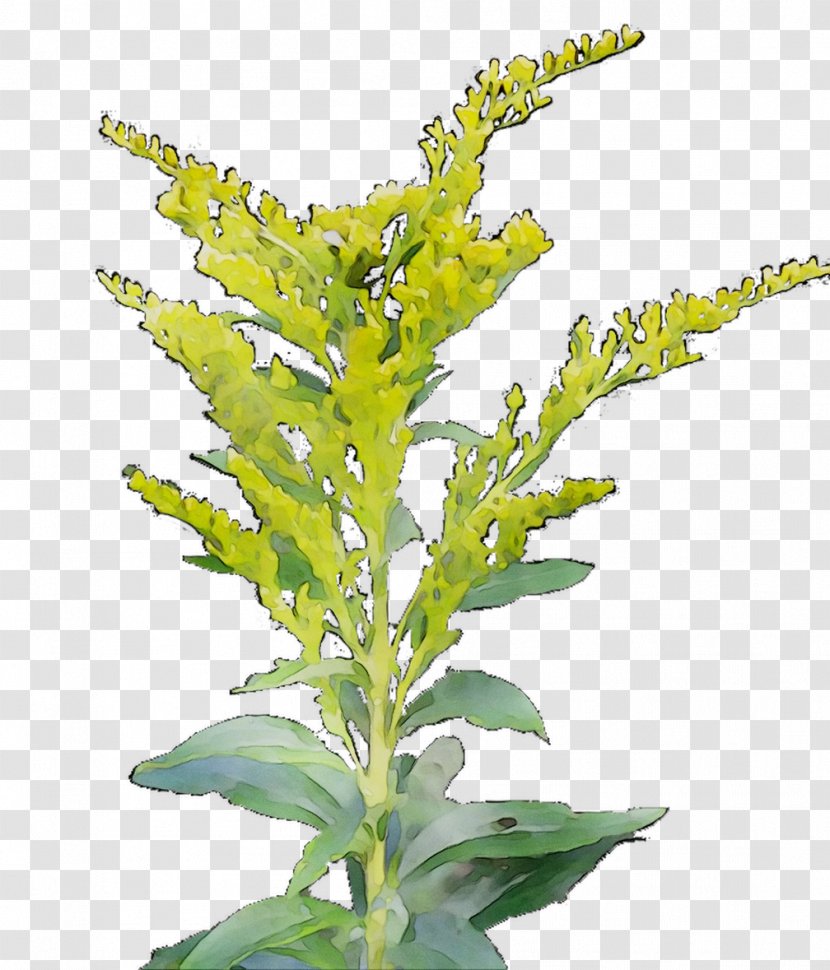 Mexican Tea Annual Plant Herbalism Basil Leaf - Lambs Quarters Transparent PNG