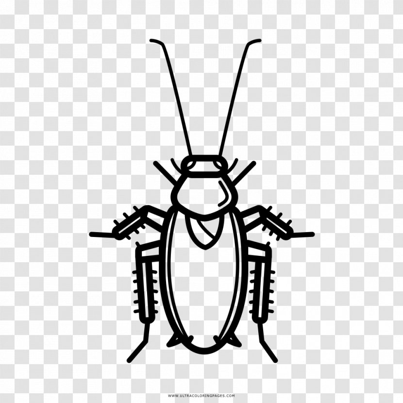 Cockroach Drawing Coloring Book Black And White - Pollinator Transparent PNG