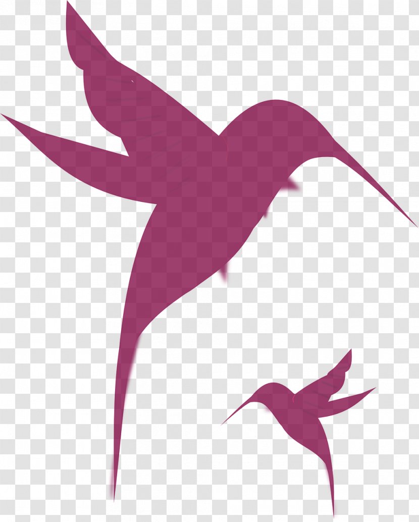 Hummingbird Silhouette Drawing Clip Art - Broadtailed Transparent PNG