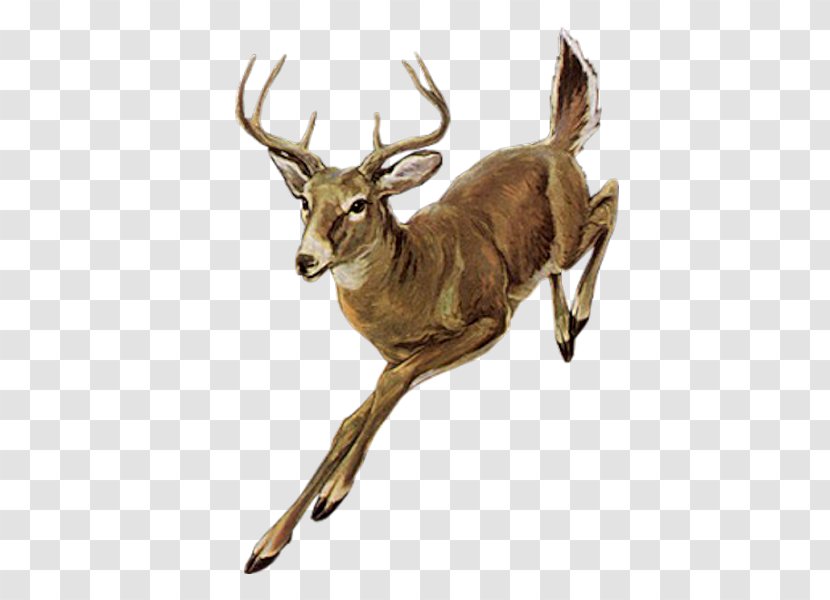Red Deer Elk - Antler - Running Transparent PNG