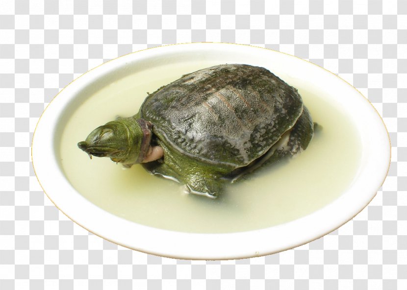 Turtle Chinese Cuisine Dish Trionychidae Food - Soup - Stew Transparent PNG