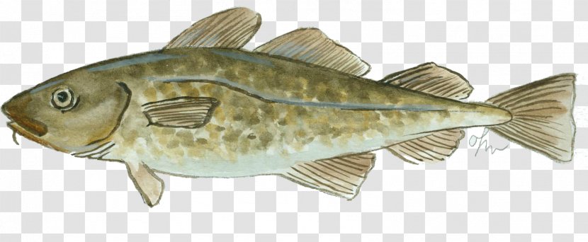 Atlantic Cod Fish Products Oily Transparent PNG