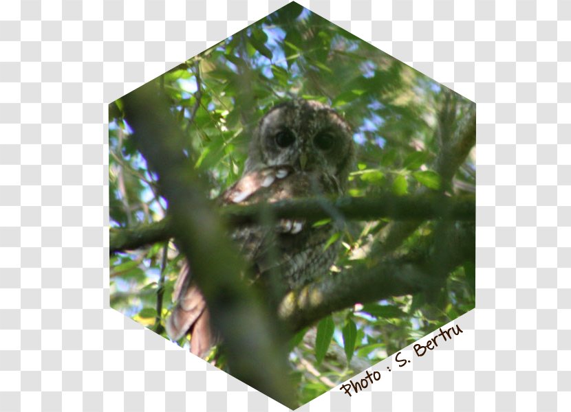 Bird Tawny Owl Beak Les Oiseaux - Fauna Transparent PNG