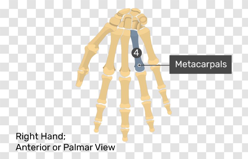 Thumb Carpal Bones Phalanx Bone Hand Anatomy - Metacarpal Transparent PNG