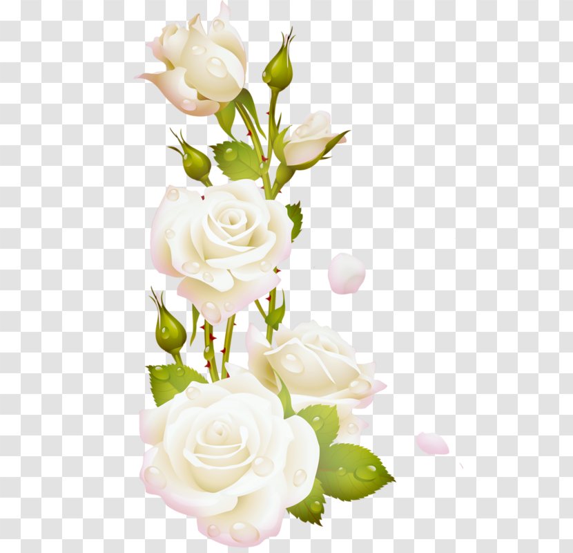 Garden Roses Cabbage Rose Cut Flowers - Photoscape - Flower Transparent PNG
