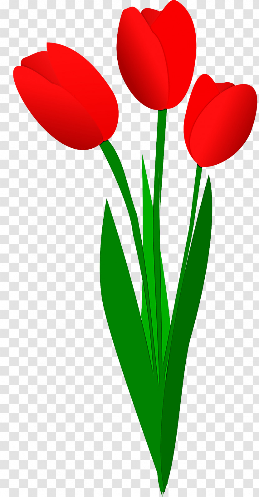 Tulip Red Flower Petal Plant Transparent PNG
