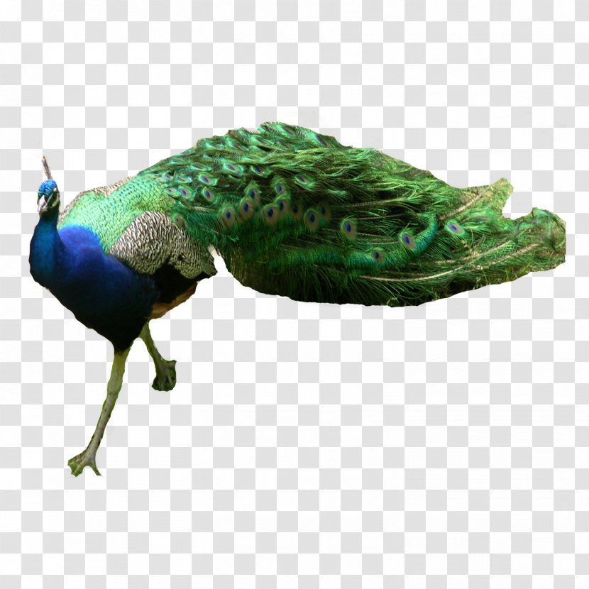 Asiatic Peafowl Green - Organism - Animal Peacock Transparent PNG